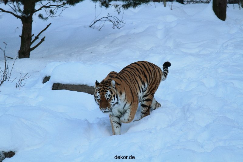 zoo-wuppertal-tiger-03-007
