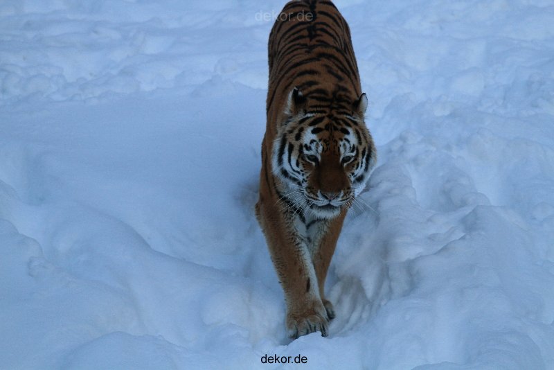 zoo-wuppertal-tiger-03-010