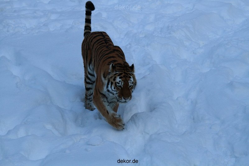 zoo-wuppertal-tiger-03-011