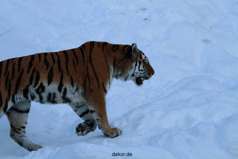 zoo-wuppertal-tiger-03-016