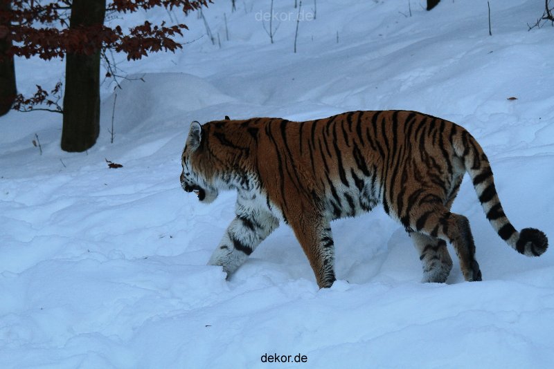 zoo-wuppertal-tiger-03-022