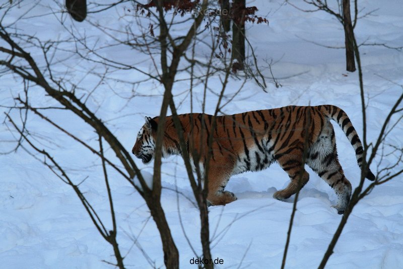 zoo-wuppertal-tiger-03-027