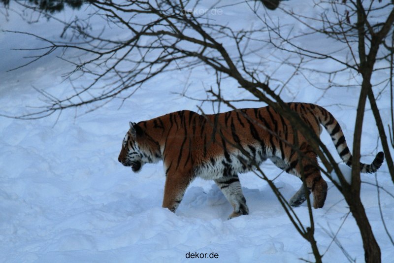 zoo-wuppertal-tiger-03-028
