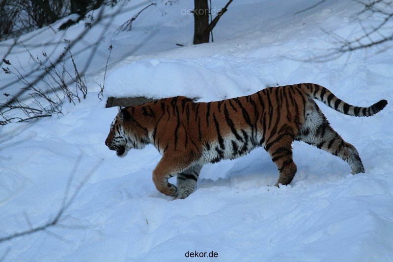 zoo-wuppertal-tiger-03-030