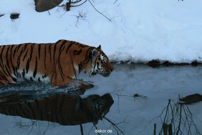 zoo-wuppertal-tiger-03-031