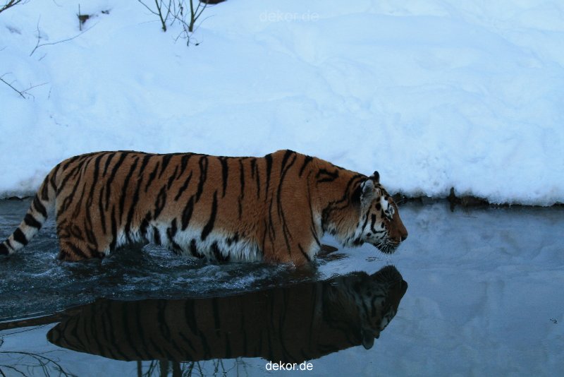 zoo-wuppertal-tiger-03-035