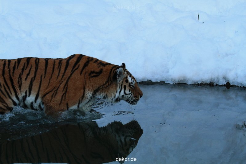 zoo-wuppertal-tiger-03-036
