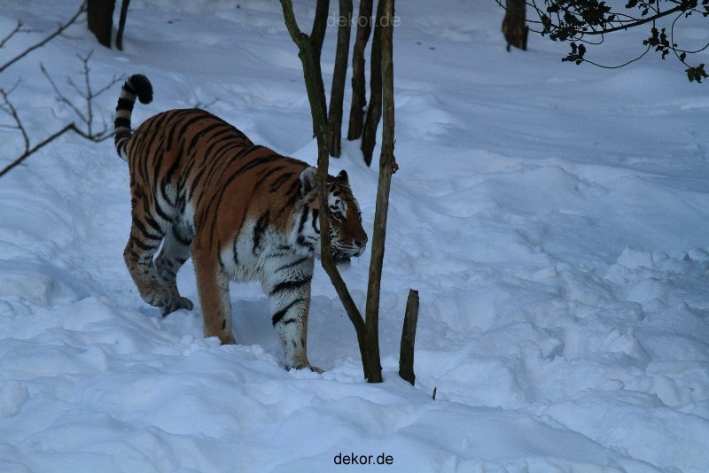 zoo-wuppertal-tiger-03-038