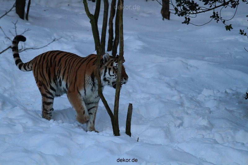 zoo-wuppertal-tiger-03-039