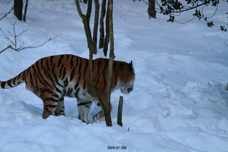 zoo-wuppertal-tiger-03-040
