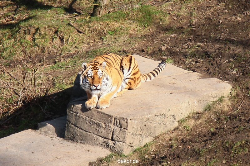 zoo-wuppertal-tiger-04-005