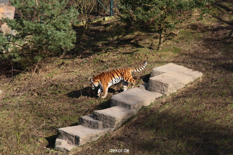 zoo-wuppertal-tiger-04-007