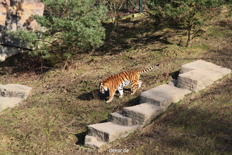 zoo-wuppertal-tiger-04-008