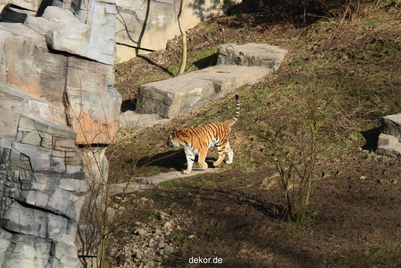 zoo-wuppertal-tiger-04-010