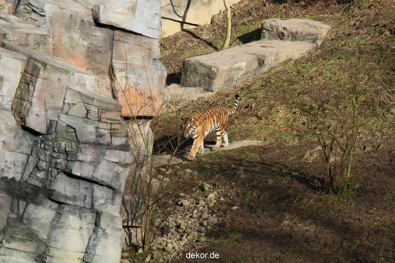 zoo-wuppertal-tiger-04-011