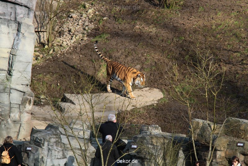zoo-wuppertal-tiger-04-013