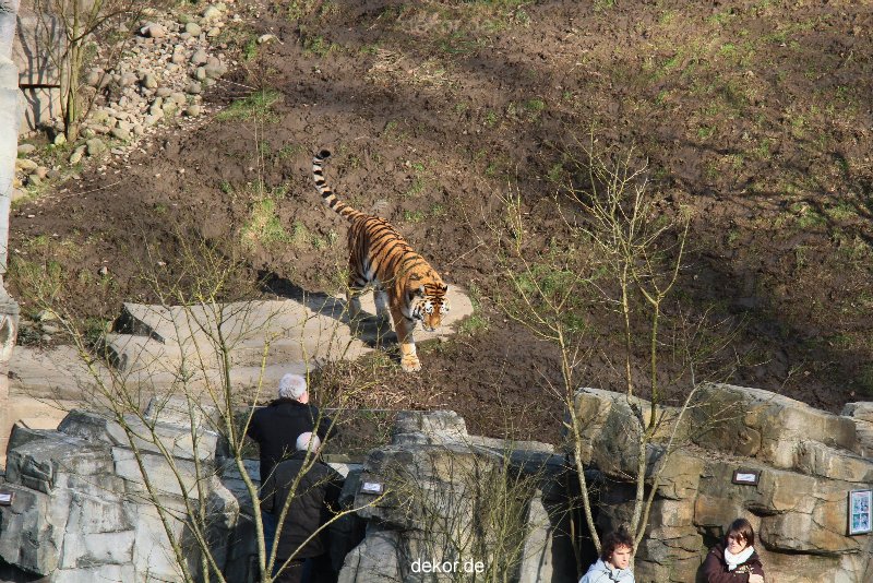 zoo-wuppertal-tiger-04-014