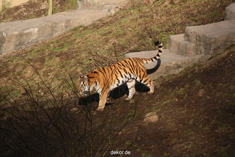 zoo-wuppertal-tiger-04-015