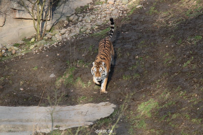 zoo-wuppertal-tiger-04-017