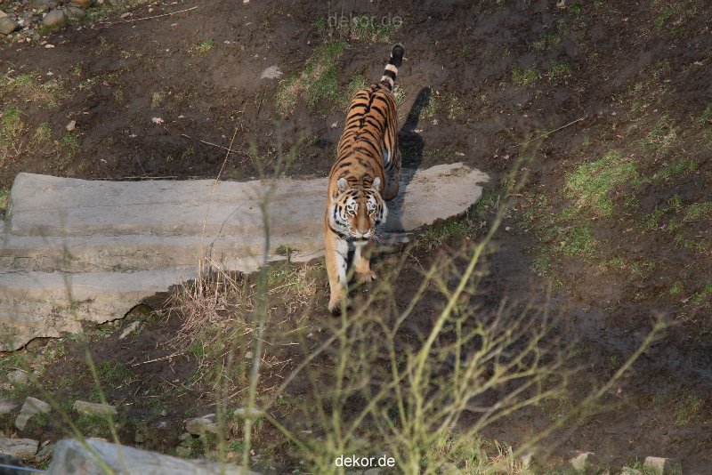 zoo-wuppertal-tiger-04-018