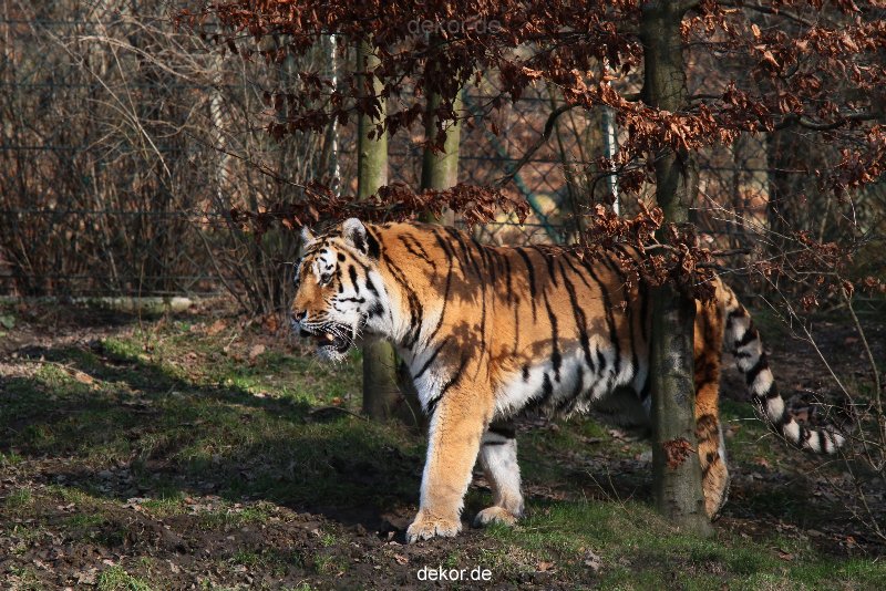 zoo-wuppertal-tiger-04-020