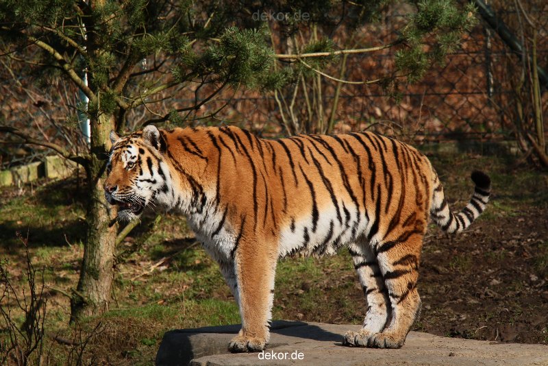 zoo-wuppertal-tiger-04-024