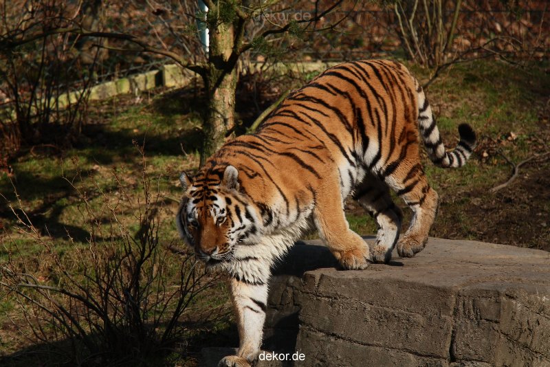 zoo-wuppertal-tiger-04-027