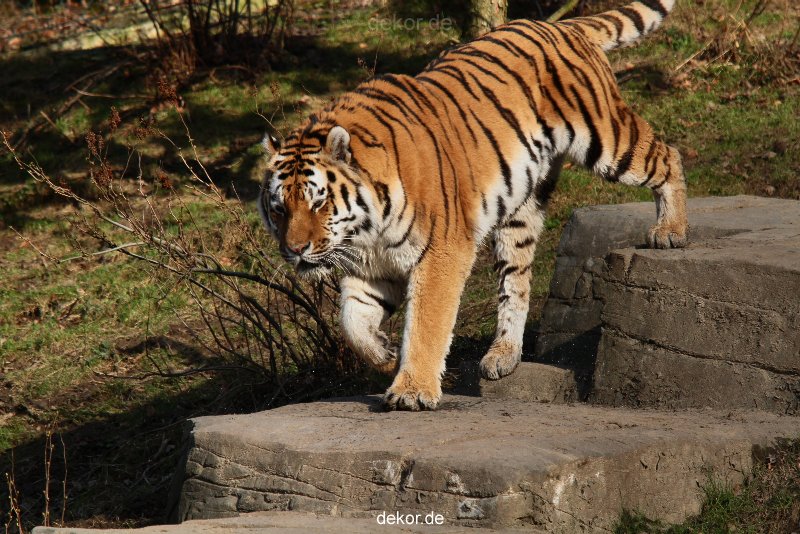 zoo-wuppertal-tiger-04-029