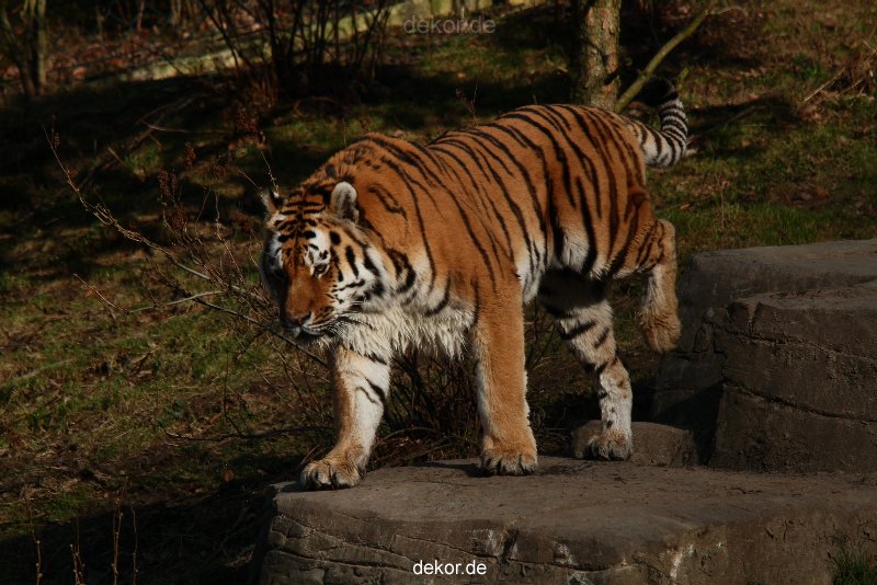 zoo-wuppertal-tiger-04-030
