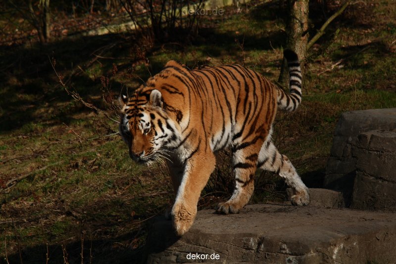zoo-wuppertal-tiger-04-031