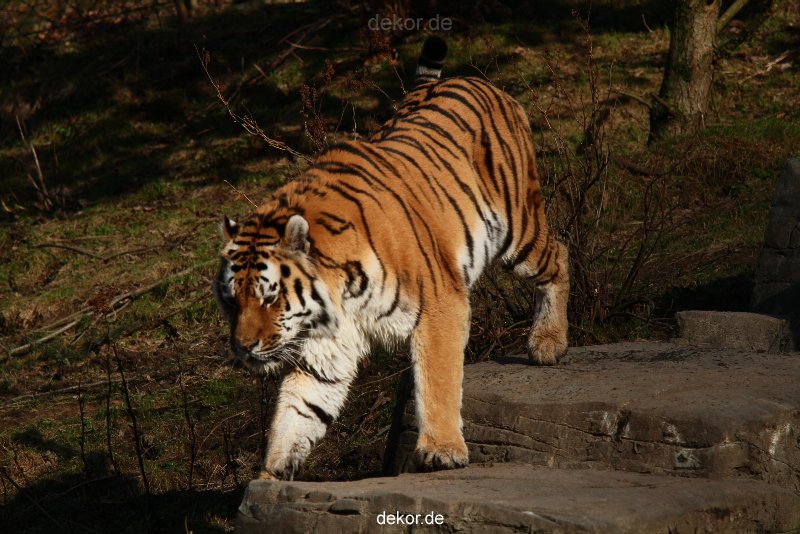 zoo-wuppertal-tiger-04-033