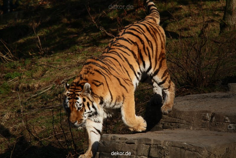 zoo-wuppertal-tiger-04-034