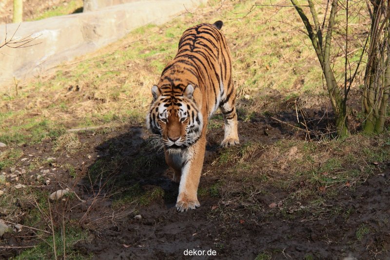 zoo-wuppertal-tiger-04-039