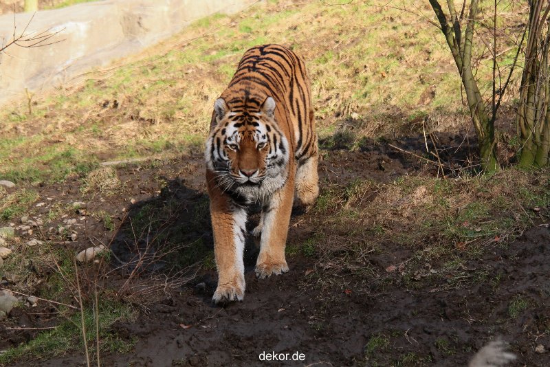 zoo-wuppertal-tiger-04-040