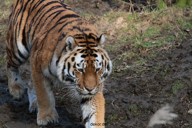 zoo-wuppertal-tiger-04-041