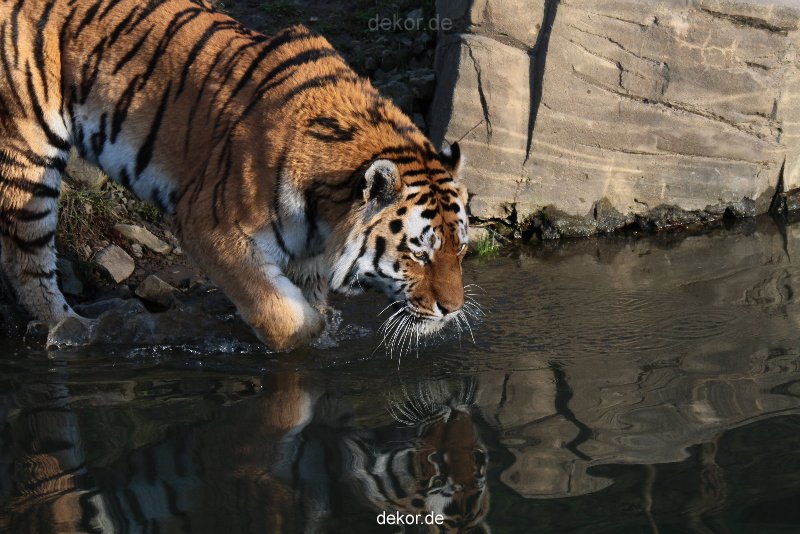 zoo-wuppertal-tiger-04-045