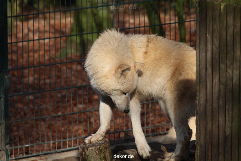 zoo-wuppertal-woelfe-01-002
