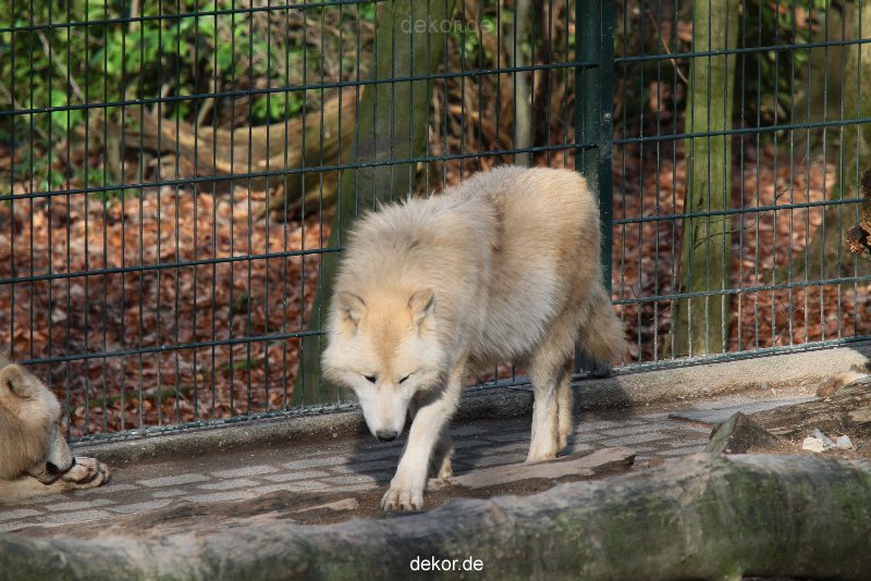 zoo-wuppertal-woelfe-01-004