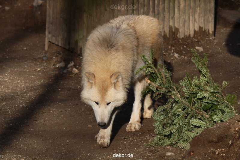 zoo-wuppertal-woelfe-01-005