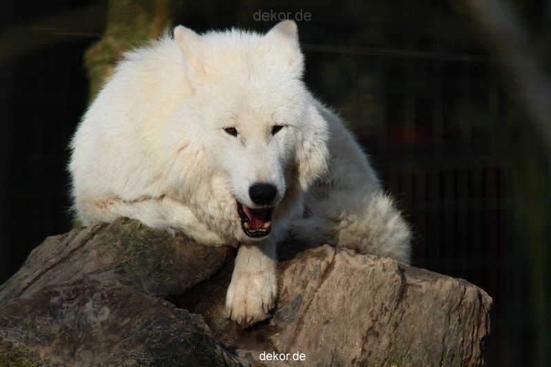 zoo-wuppertal-woelfe-01-011