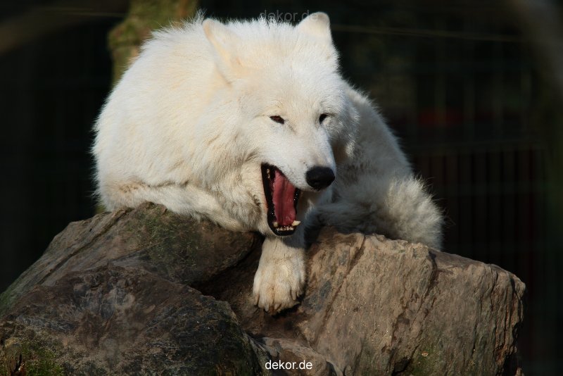 zoo-wuppertal-woelfe-01-012
