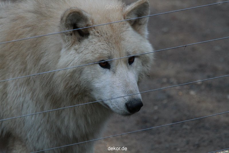zoo-wuppertal-woelfe-01-013