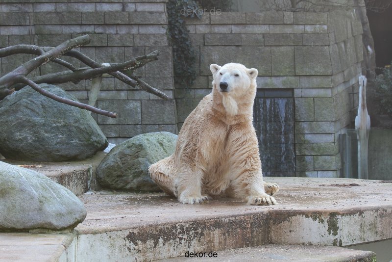 zoo-wuppertal-eisbaeren-001