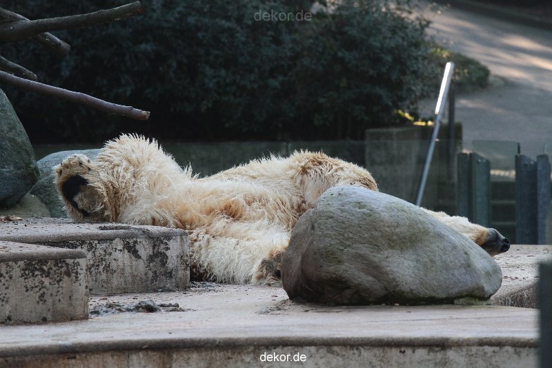 zoo-wuppertal-eisbaeren-002