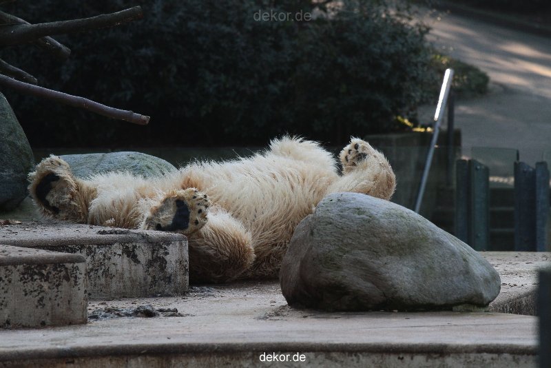 zoo-wuppertal-eisbaeren-004