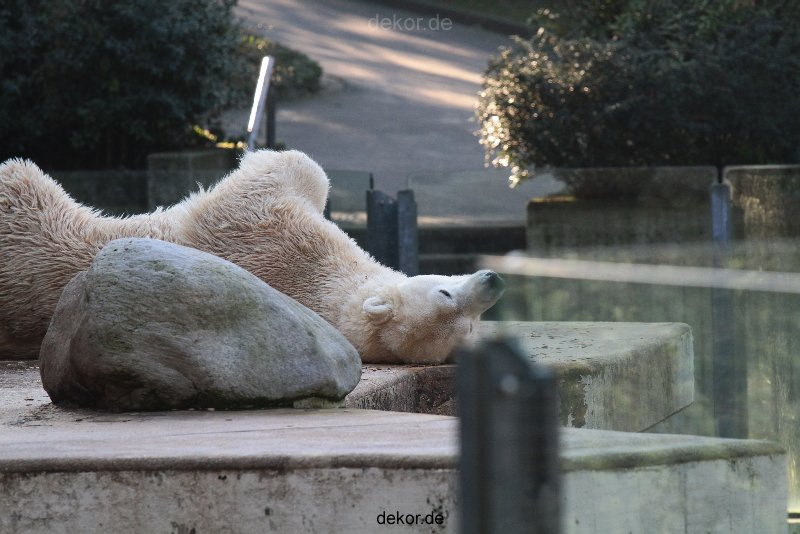 zoo-wuppertal-eisbaeren-007