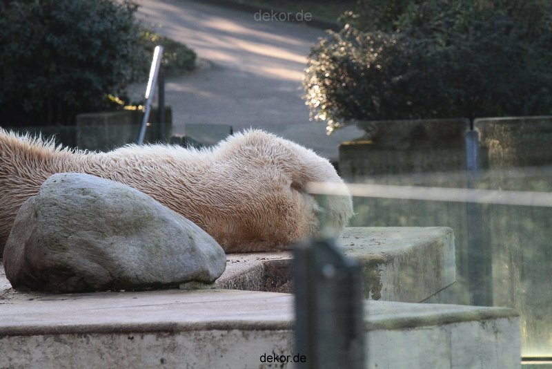 zoo-wuppertal-eisbaeren-008