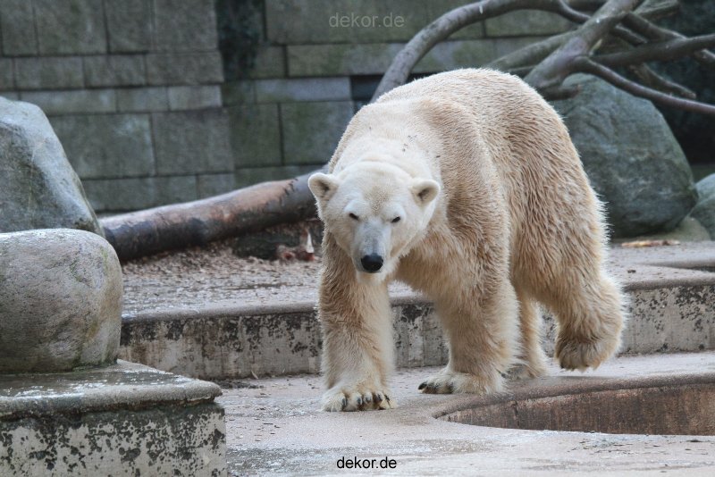 zoo-wuppertal-eisbaeren-009