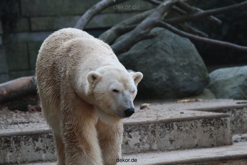 zoo-wuppertal-eisbaeren-010