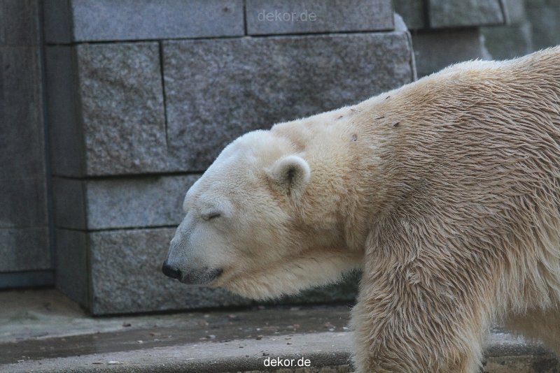 zoo-wuppertal-eisbaeren-011